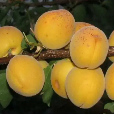 Абрикос ДЕСЕРТНЫЙ ГОЛУБЕВА в Светлогорске
