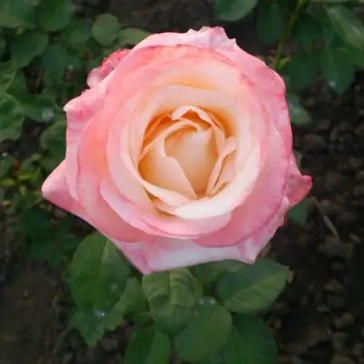 Роза БЕЛА ПЕРЛА чайно-гибридная в Светлогорске