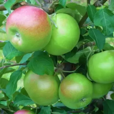 Яблоня НАВАВИТА в Светлогорске