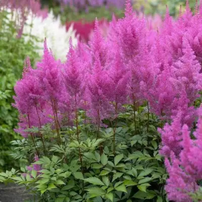 Астильба АМЕТИСТ Арендса в Светлогорске