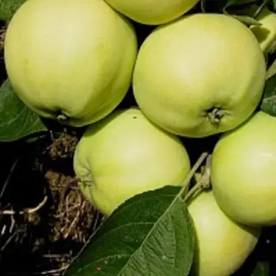 Яблоня ПАПИРОВКА в Светлогорске