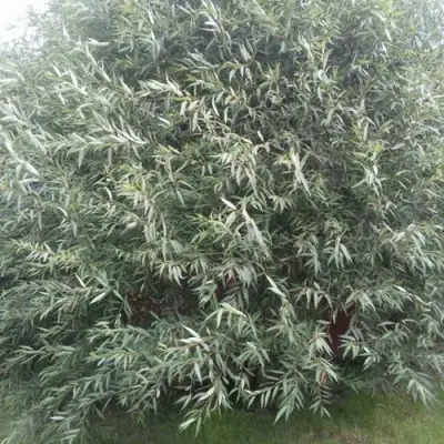 Ива СЕРЕБРИСТАЯ в Светлогорске