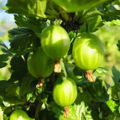 Крыжовник МАЛАХИТ в Светлогорске