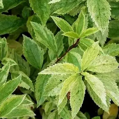 Форзиция ЛЕДНОГОРА промежуточная в Светлогорске