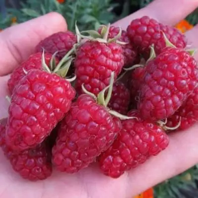 Малина МОСКОВСКИЙ ВЕЛИКАН в Светлогорске