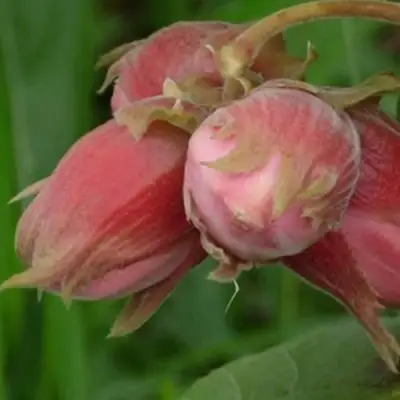 Фундук АКАДЕМИК ЯБЛОКОВ в Светлогорске