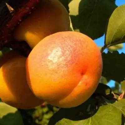 Абрикос СПАДЧЫНА в Светлогорске