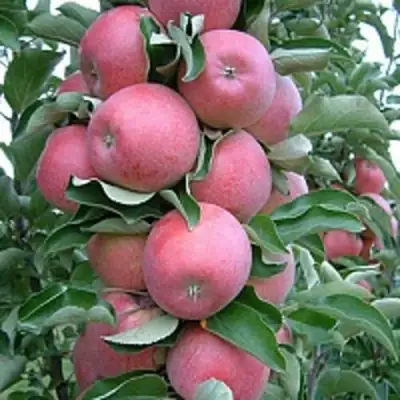 Яблоня АНТЕЙ КИЕВСКИЙ колонновидная в Светлогорске