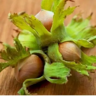 Фундук ГИГАНТ ТАМБОВСКИЙ в Светлогорске