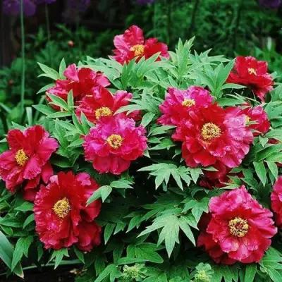 Пион КРАСНЫЙ ЛОТОС древовидный в Светлогорске