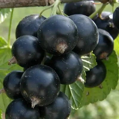 Смородина черная КЛУССОНОВСКАЯ в Светлогорске