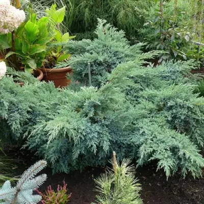 Можжевельник БЛЮ ШВЕД (СВИД) чешуйчатый в Светлогорске