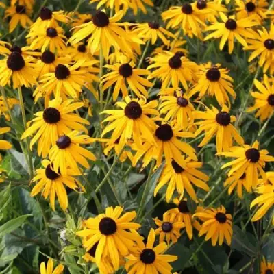 Рудбекия блестящая в Светлогорске