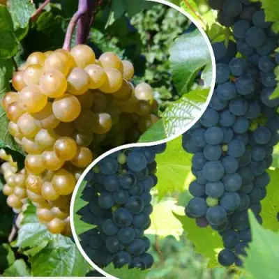 Комплект ИНЬ-ЯНЬ в Светлогорске