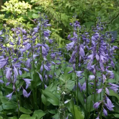 Хоста ГАРРИ ВАН ТРИЕР в Светлогорске