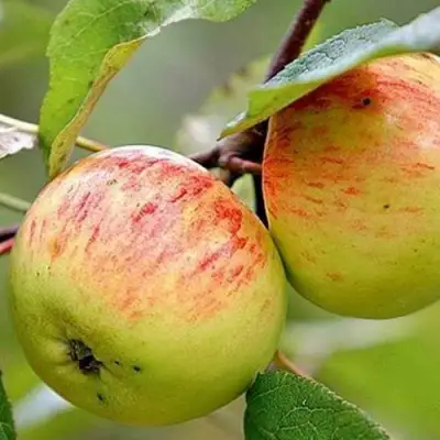 Яблоня РАНЕТКА (КОРОБОВКА) в Светлогорске