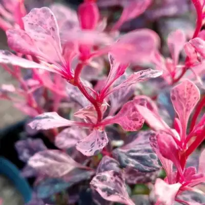 Барбарис РОУЗ ГЛОУ тунберга в Светлогорске