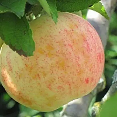 Яблоня ЛЕТНЕЕ СЛАДКОЕ в Светлогорске