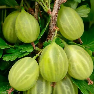 саженцы крыжовника уральский изумруд