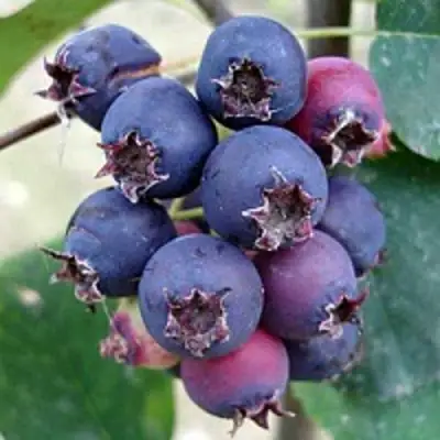 Ирга SLEYT в Светлогорске