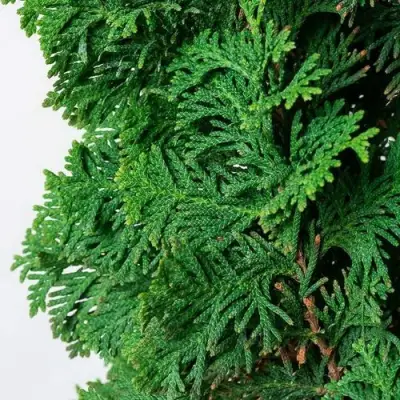 Туя СПИРАЛИС западная в Светлогорске