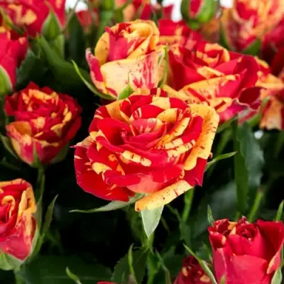 Роза ФАЙЕР ФЛЕШ спрей в Светлогорске