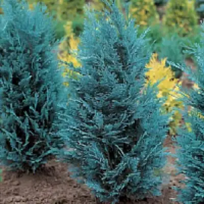 Кипарисовик ВАН ПЕЛЬТС БЛЮ лавсона в Светлогорске