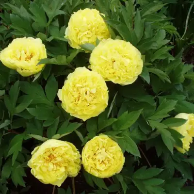 Пион ЗОЛОТАЯ КОРОНА древовидный в Светлогорске