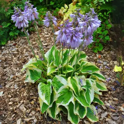 Хоста АУРЕОМАРГИНАТА в Светлогорске