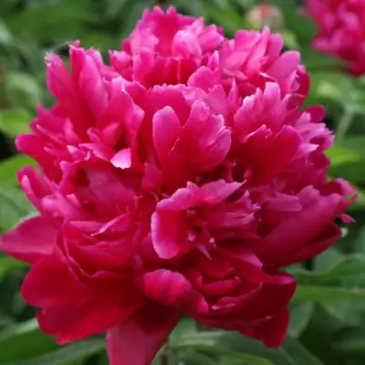 Пион ПЕСНЬ ВЕТРА травянистый в Светлогорске