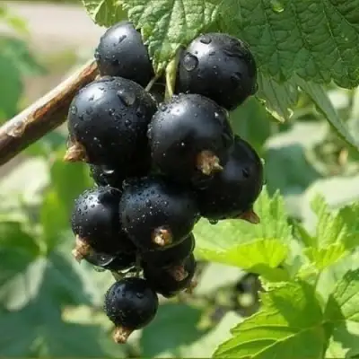 Смородина черная ПИГМЕЙ в Светлогорске