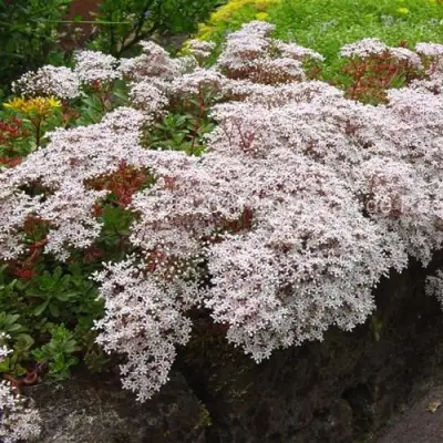 Очиток (седум) МУРАЛЕ белый в Светлогорске