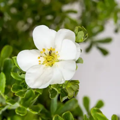 Лапчатка СНОУБЕРД кустарниковая в Светлогорске