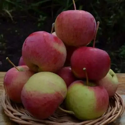 Яблоня РОДНИКОВАЯ в Светлогорске