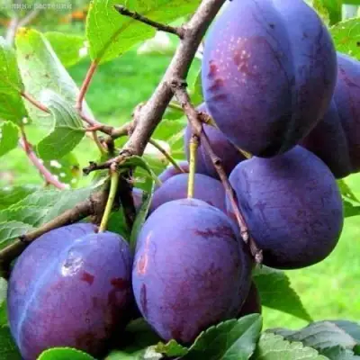 Слива ВЕНГЕРКА БЕЛОРУССКАЯ в Светлогорске