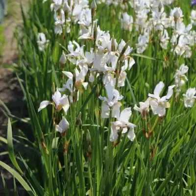 Ирис АЛЬБА сибирский в Светлогорске