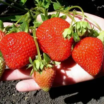 Клубника САН АНДРЕАС ремонтантная в Светлогорске