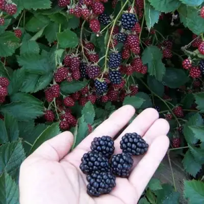 Ежевика ОРКАН бесшипная  в Светлогорске