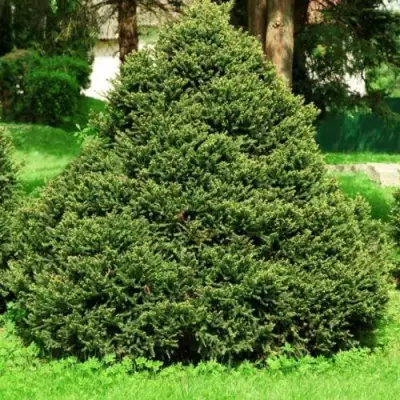 Ель ОЛЕНДОРФИ обыкновенная в Светлогорске