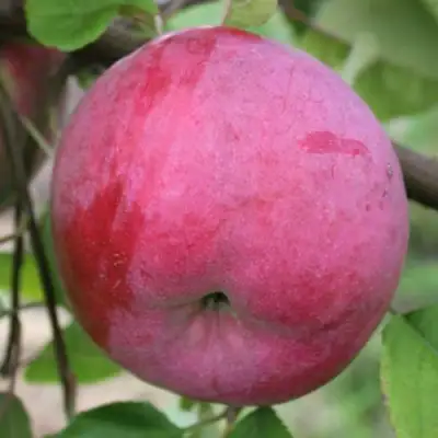Яблоня БРЯНСКОЕ РОЗОВОЕ в Светлогорске
