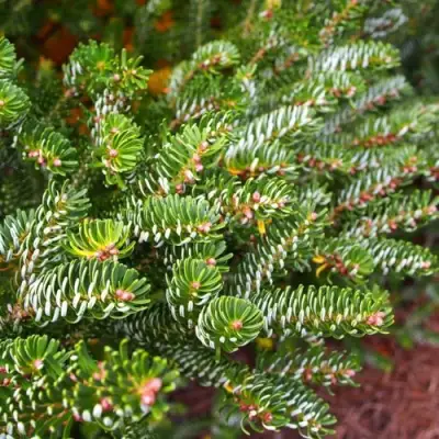 Пихта белая в Светлогорске