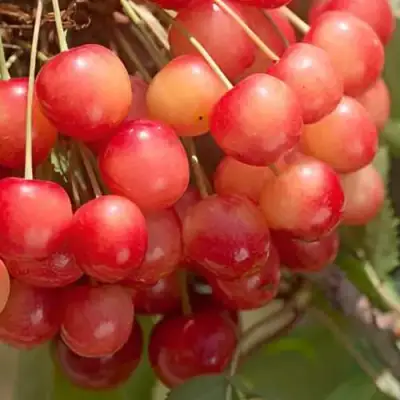 Черешня ЮЛИЯ в Светлогорске