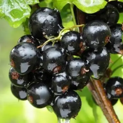 Смородина черная БЫЛИННАЯ (ВЕРНОСТЬ) в Светлогорске