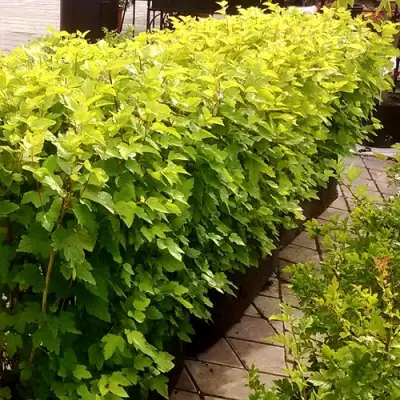 Комплект АНГЕЛ ГОЛД в Светлогорске