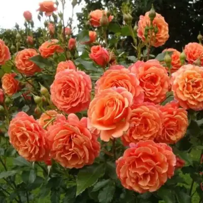 Роза БЕЛЬВЕДЕР шраб в Светлогорске