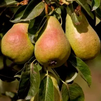 Груша РУССКАЯ КРАСАВИЦА (КРАСАВИЦА ЧЕРНЕНКО) в Светлогорске