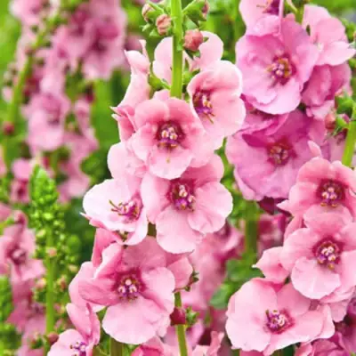 Коровяк ПИНК ДОМИНО гибридный (вербаскум) в Светлогорске