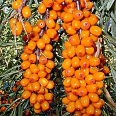 Облепиха СУДАРУШКА в Светлогорске