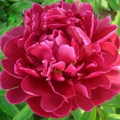 Пион КИТАЙСКИЙ ШЕЛК травянистый в Светлогорске