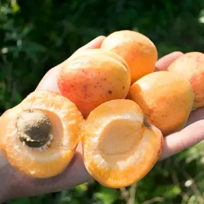 Абрикос ХАРГРАНД в Светлогорске